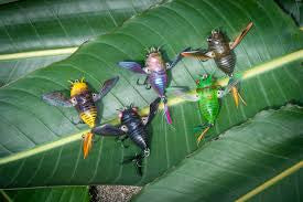 Chasebaits Ripple Cicada 43mm