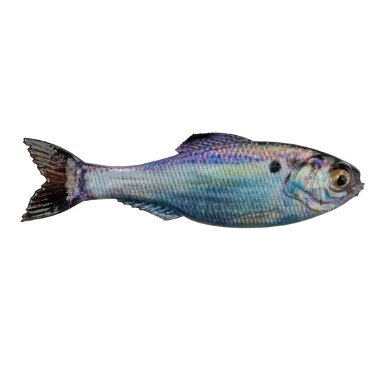 6th Sense Panorama 6.5 Inch Live Threadfin Shad