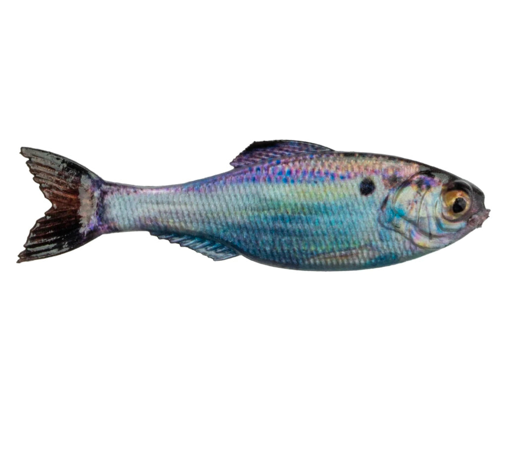 6th Sense Panorama 6.5 Inch Live Gizzard Shad