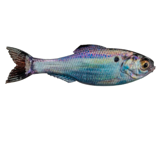 6th Sense Panorama 6.5 Inch Live Gizzard Shad