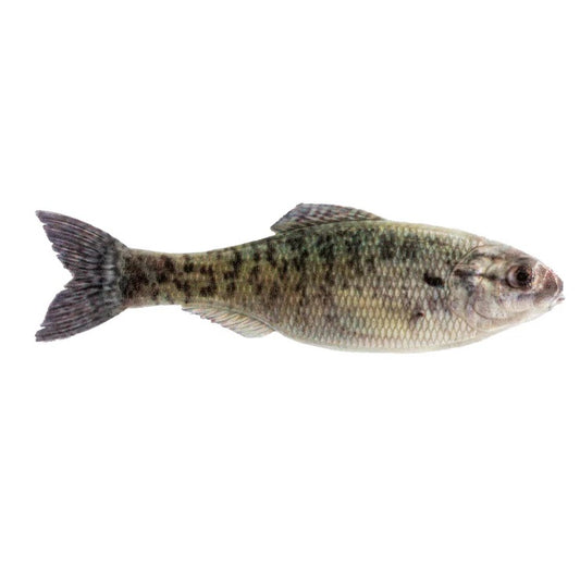 6th Sense Panorama 6.5” Live Crappie