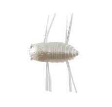 Money Bait Mushiiiin 1.25”
