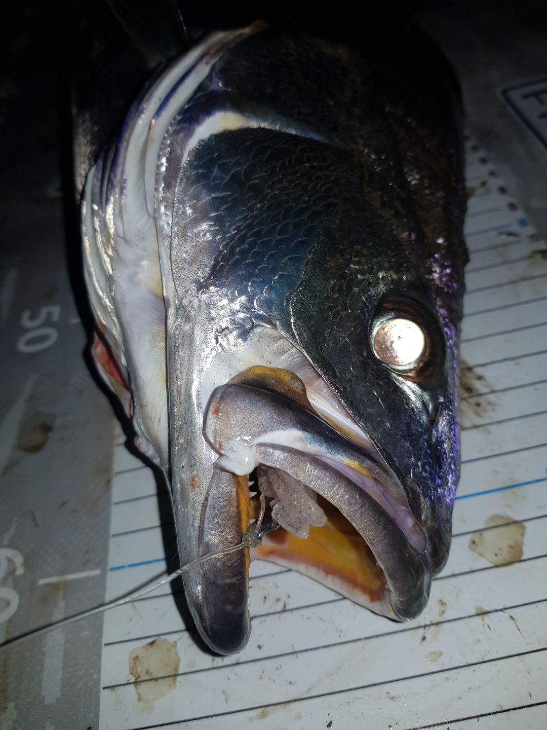 Marker 54 glide prawn 1/4 oz pre rigged 2pack