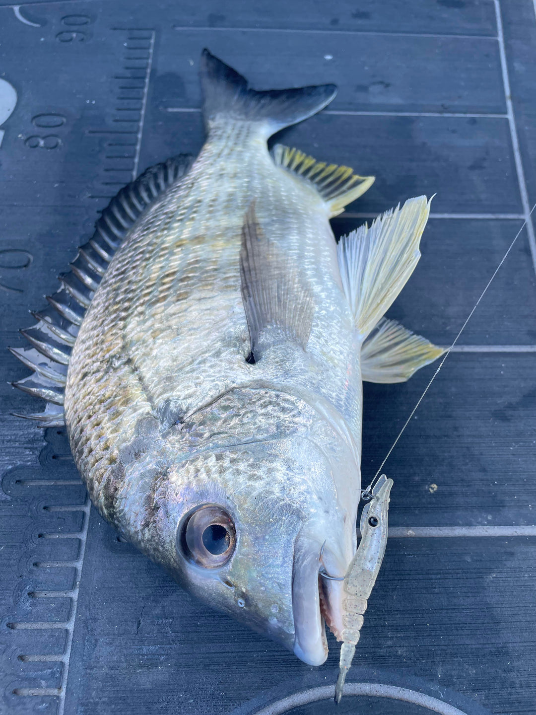 Marker 54 Prawnlets 2.5” 1/8 oz pre rigged