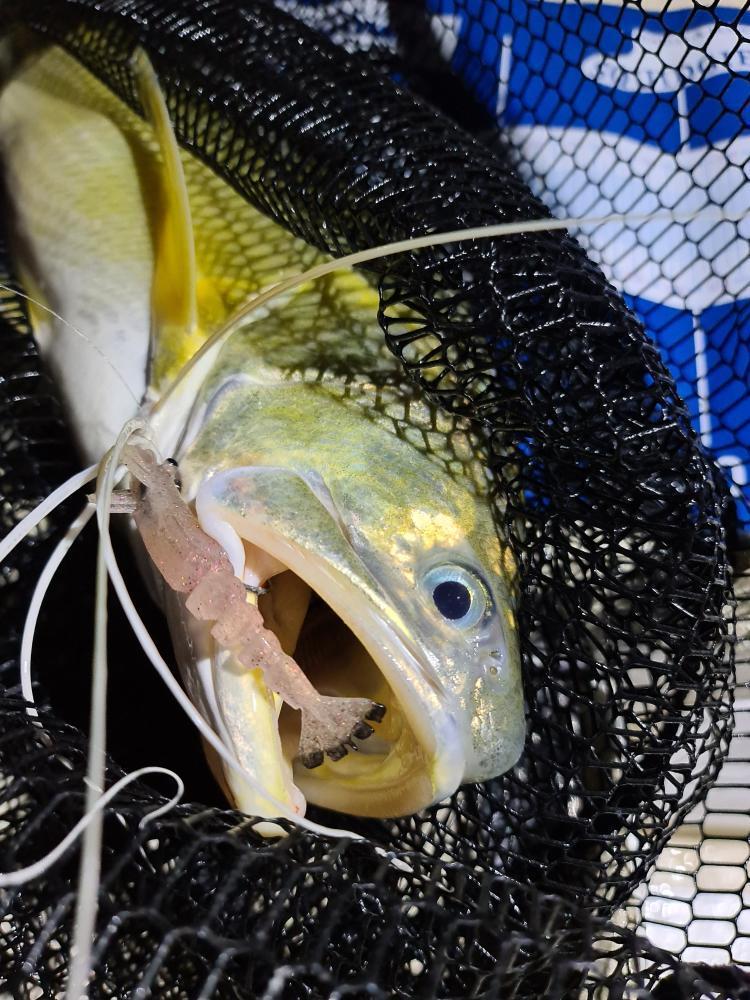 Marker 54 glide prawn 1/4 oz pre rigged 2pack